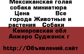 Мексиканская голая собака миниатюра › Цена ­ 53 000 - Все города Животные и растения » Собаки   . Кемеровская обл.,Анжеро-Судженск г.